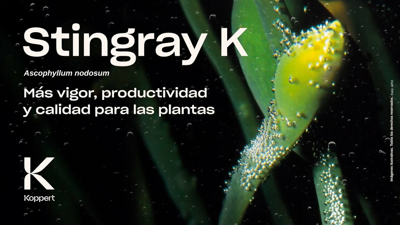Stingray K (Ascophyllum nodosum) | Más vigor, productividad y calidad para las plantas