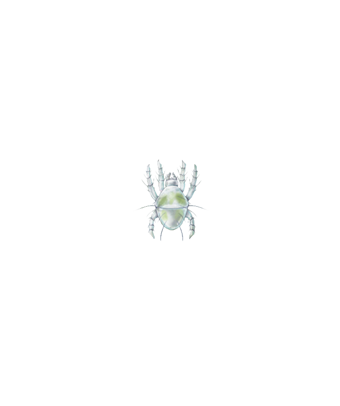 Tetranychus urticae larva