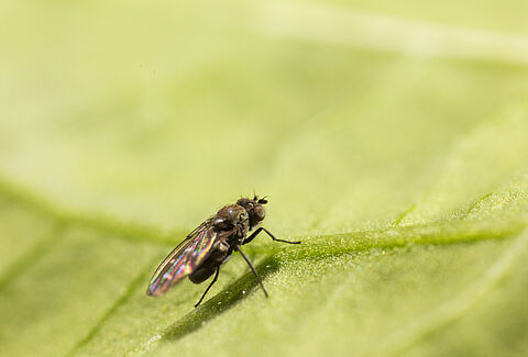 Mosca de las riberas