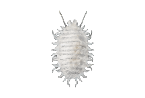 Chanchitos blancos y escamas