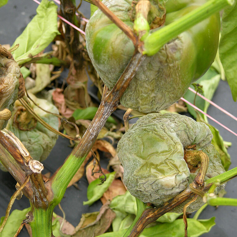 Pepper damage caused by Stem and fruit rot of Capsicum Phytophthora capsici