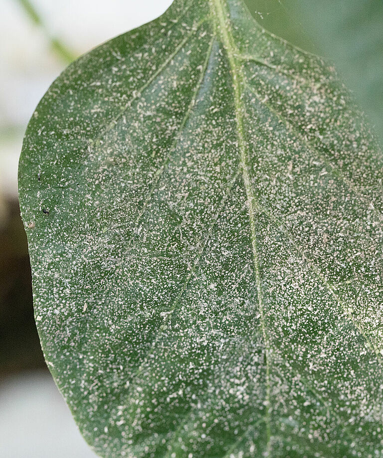 Black mold on leaf caused by honeydew of the green peach aphid Myzus persicae subsp. persicae