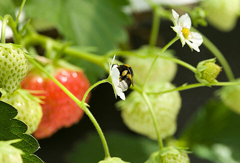 Picaduras de abejorros