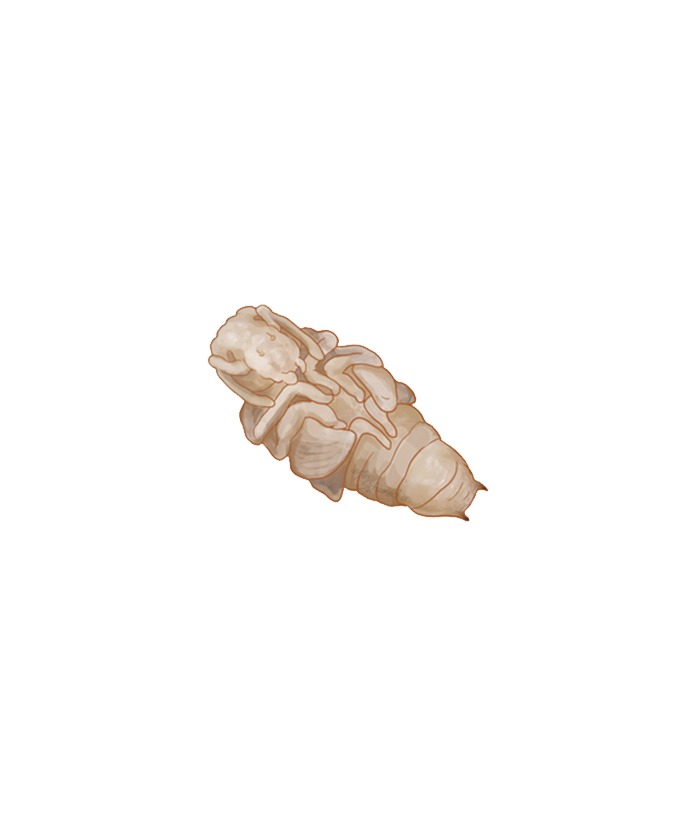 Vine weevil Otiorhynchus sulcatus pupa