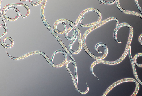 Control Biológico Eficiente de Plagas en Diversos Cultivos: Capirel y Entonem Disponibles para los Agricultores Chilenos