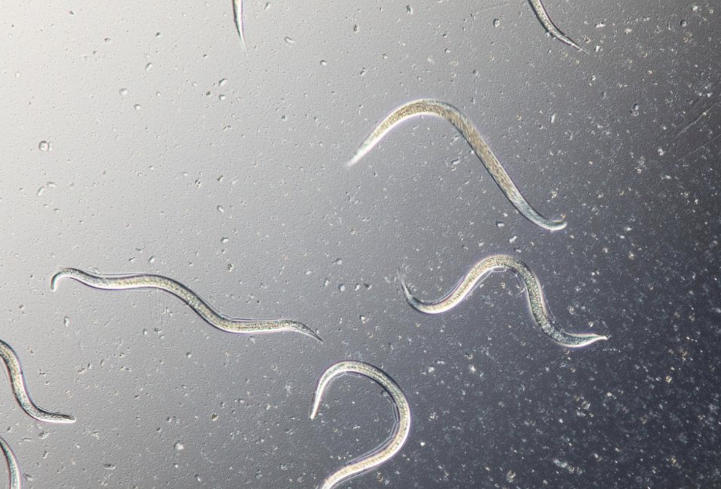 Capirel ha obtenido la certificación Ecocert