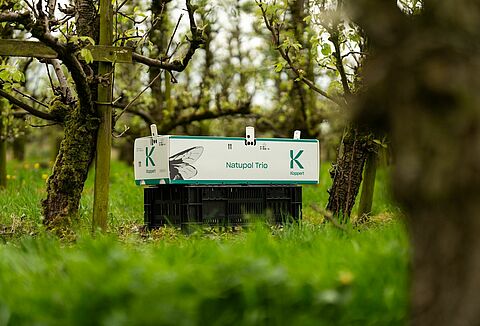 Consejos para la polinización de cultivos al Aire Libre