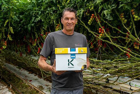 Maximizar la polinización en el tomate