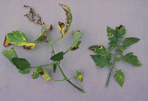 Cáncer bacteriano del tomate