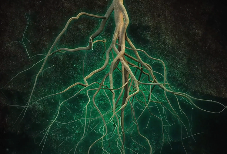 Nema Blinder® (Trichoderma harzianum 1306): Escudo protector de raíces