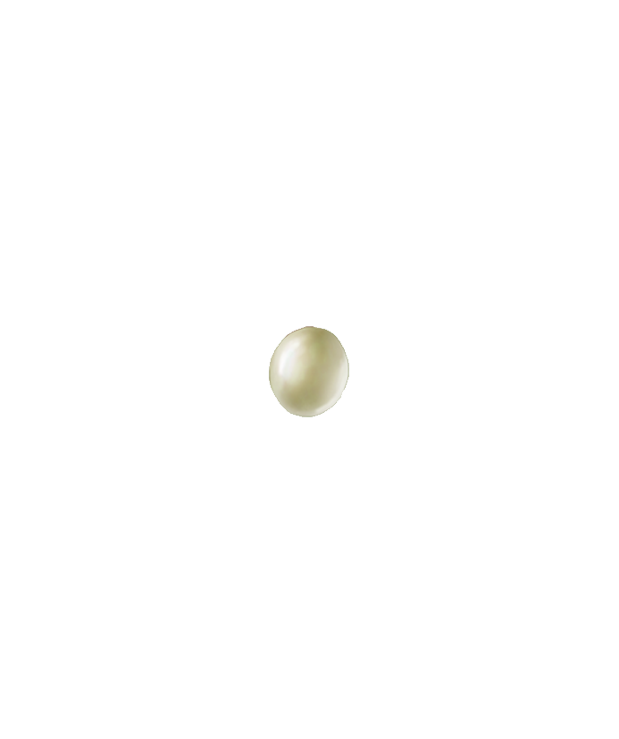 Vine weevil Otiorhynchus sulcatus egg