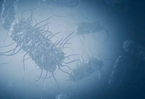 Koppert Chile finalmente realiza el esperado lanzamiento de Azokop (Azospirillum brasilense CEPAS AbV5 e AbV6)