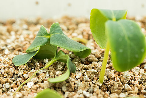 Pythium spp.