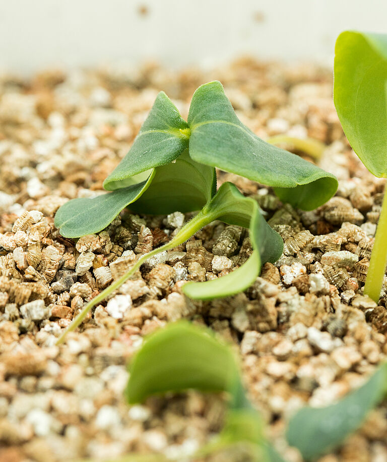 Black-leg of seedlings Pythium ultimum in petri dish