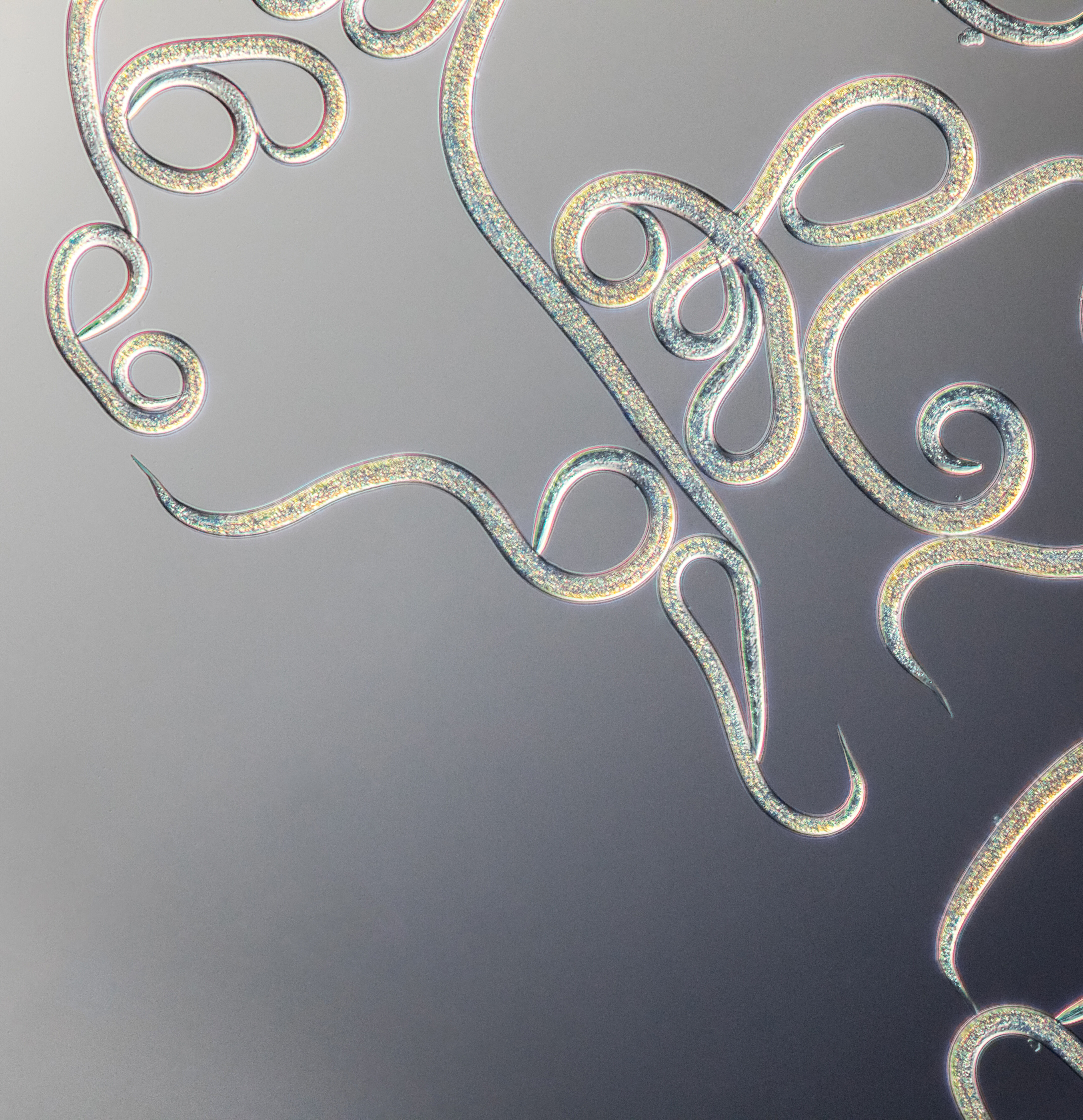 Preguntas frecuentes sobre nematodos