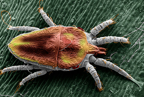 Falsa araña roja