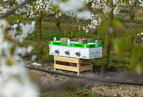 El productor de fruta utiliza Natupol Tripol para la polinización al aire libre