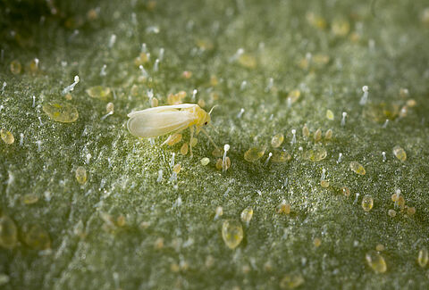 Mosca blanca