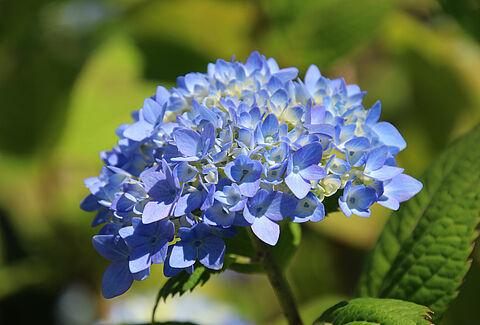 Flor cortada