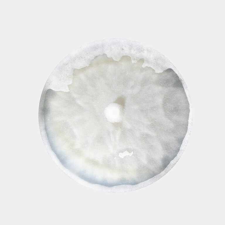 Damping-off Pythium aphanidermatum in petri dish