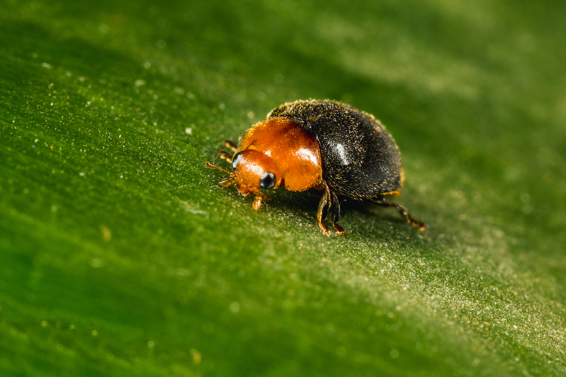 Crypolaemus montrouzeri estado adulto