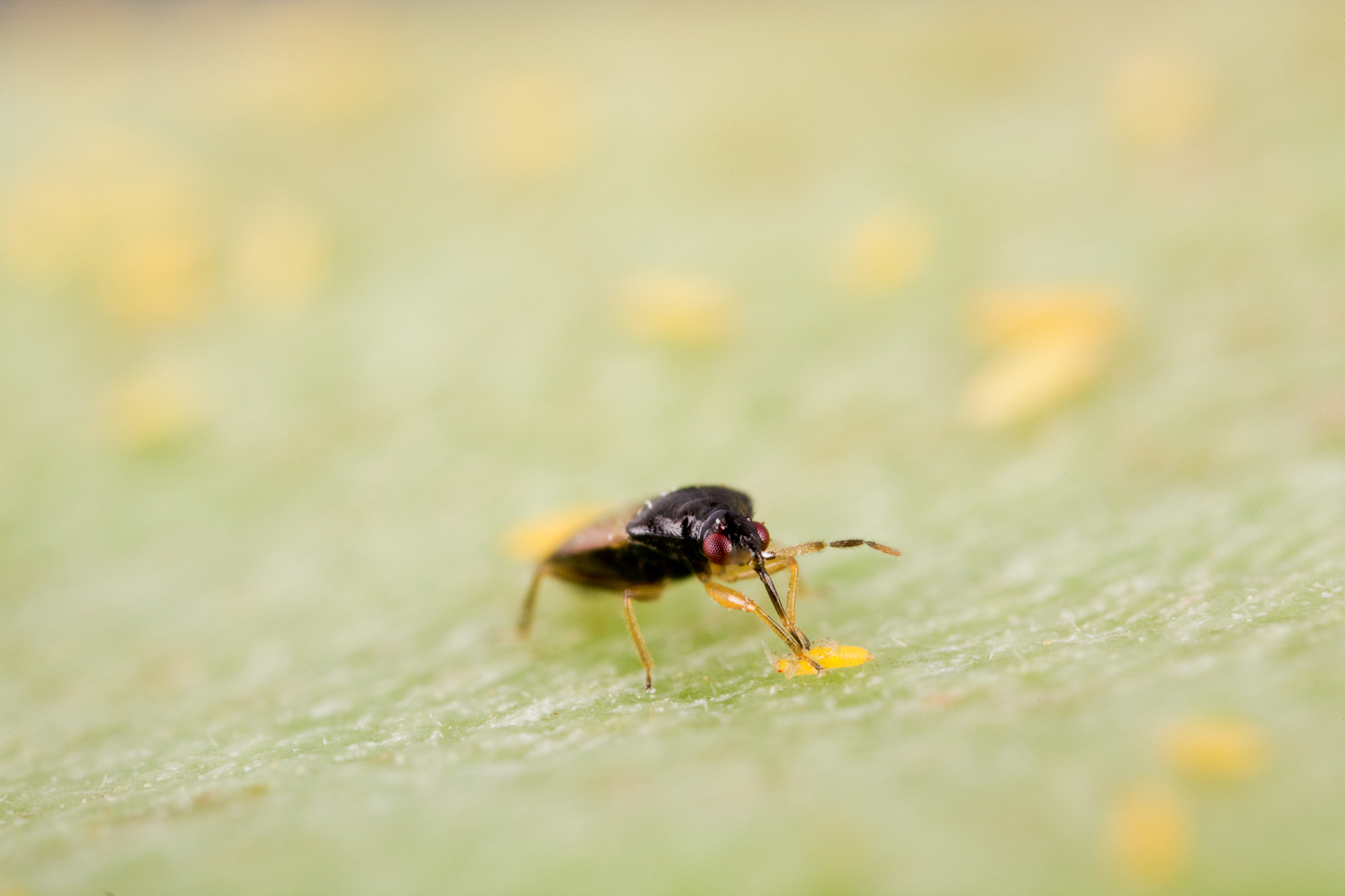 Insectos depredadores